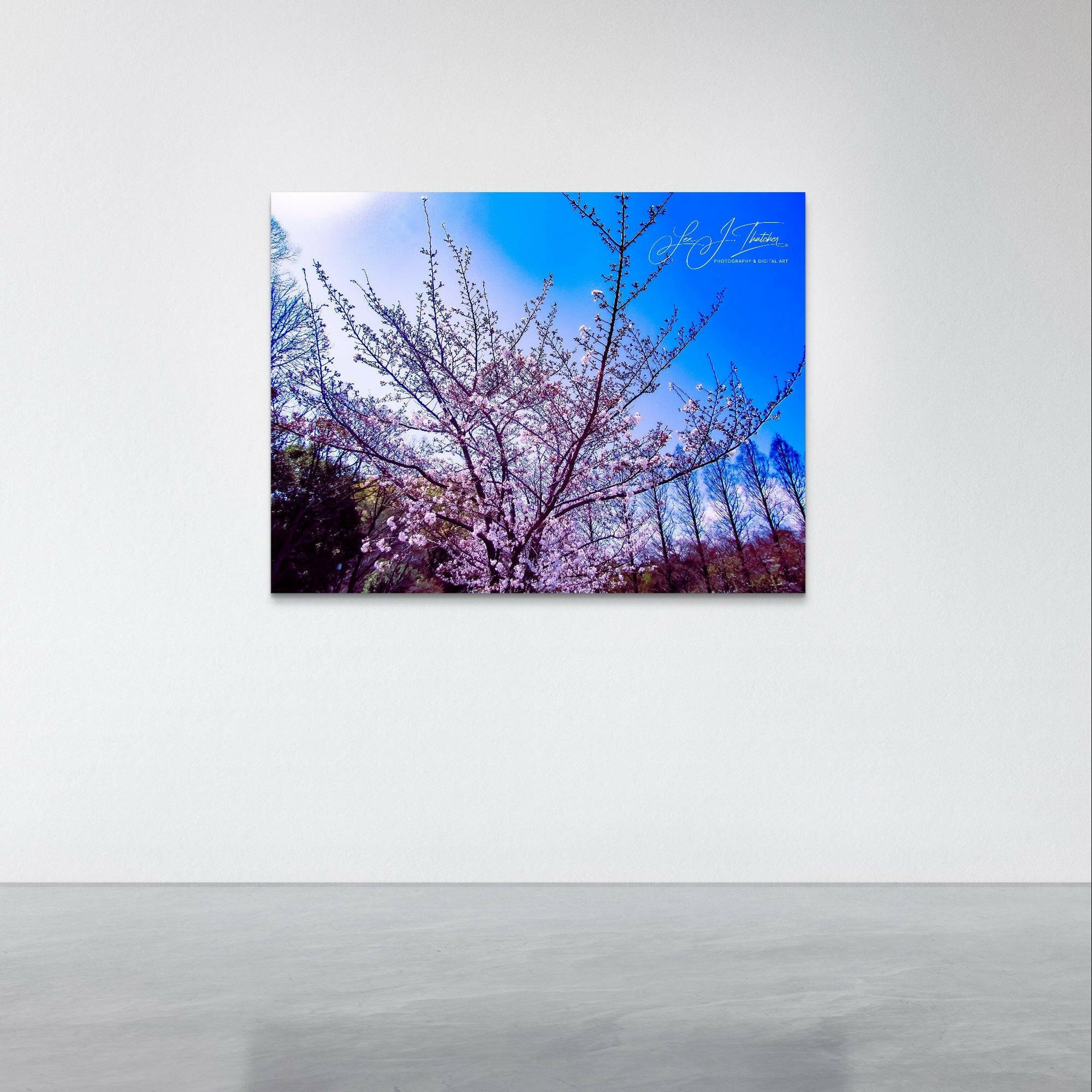 Cherry Bloom.