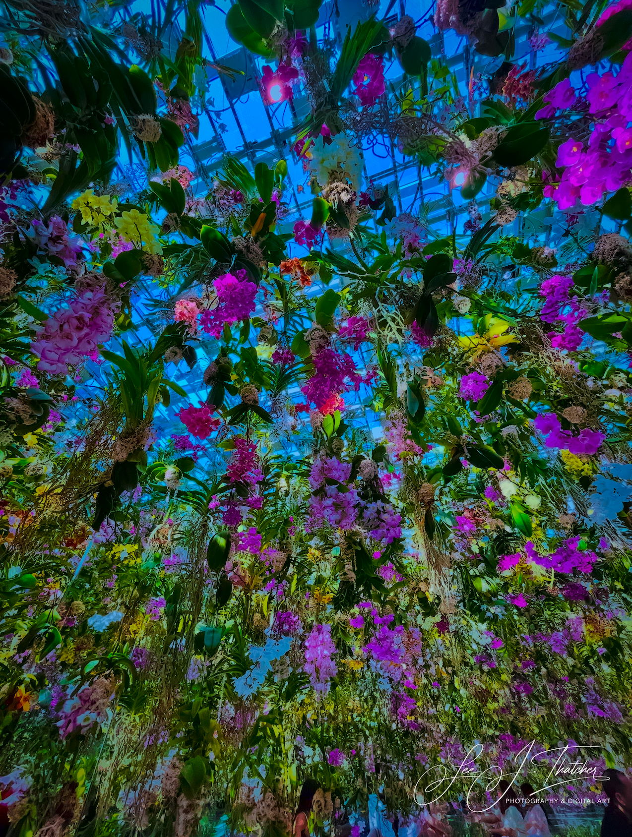 Tokyo Bloom.