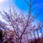 Cherry Bloom.