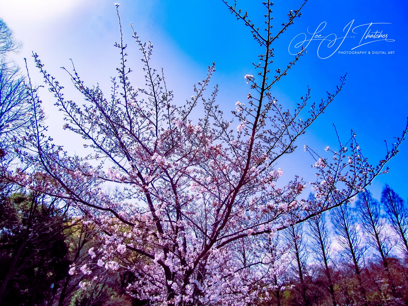 Cherry Bloom.