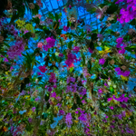 Tokyo Bloom.
